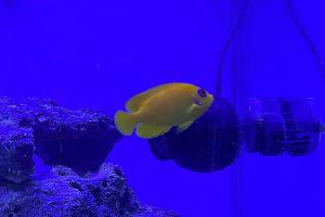 Dwarf Lemonpeel Angelfish Thumbnail