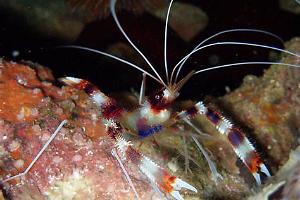 Banded coral shrimp Thumbnail