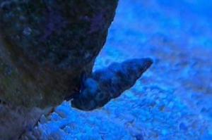 Blue leg hermit Thumbnail