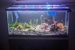 Living Room Tank Thumbnail