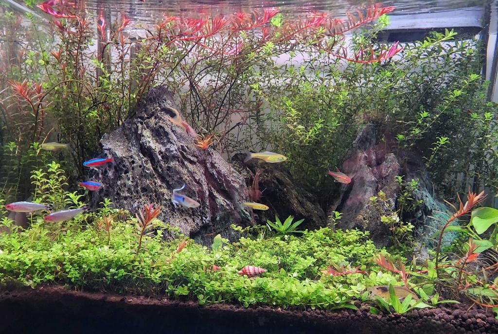 45CM Planted Shrimp Tank on Nov 29, 2022