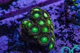 Radioactive Dragon Eye Zoa Thumbnail