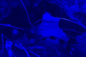 Coral Banded Shrimp Thumbnail