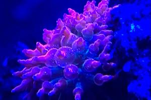 Rainbow Bubble Tip Anemone Thumbnail