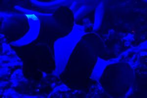 Black Clownfish Thumbnail