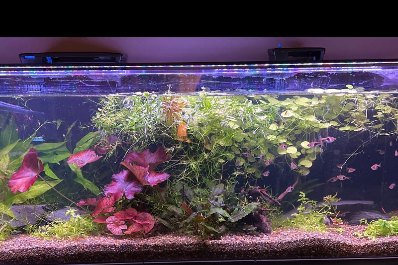 60 Gal CFL Thumbnail