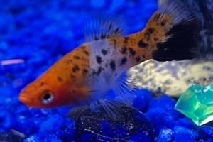 Kohaku Swordtail Thumbnail