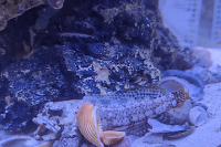 Dusky Jawfish Thumbnail