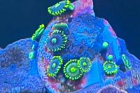 Blueberry Zoanthid Thumbnail