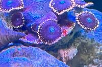 Pink Zoanthid Thumbnail