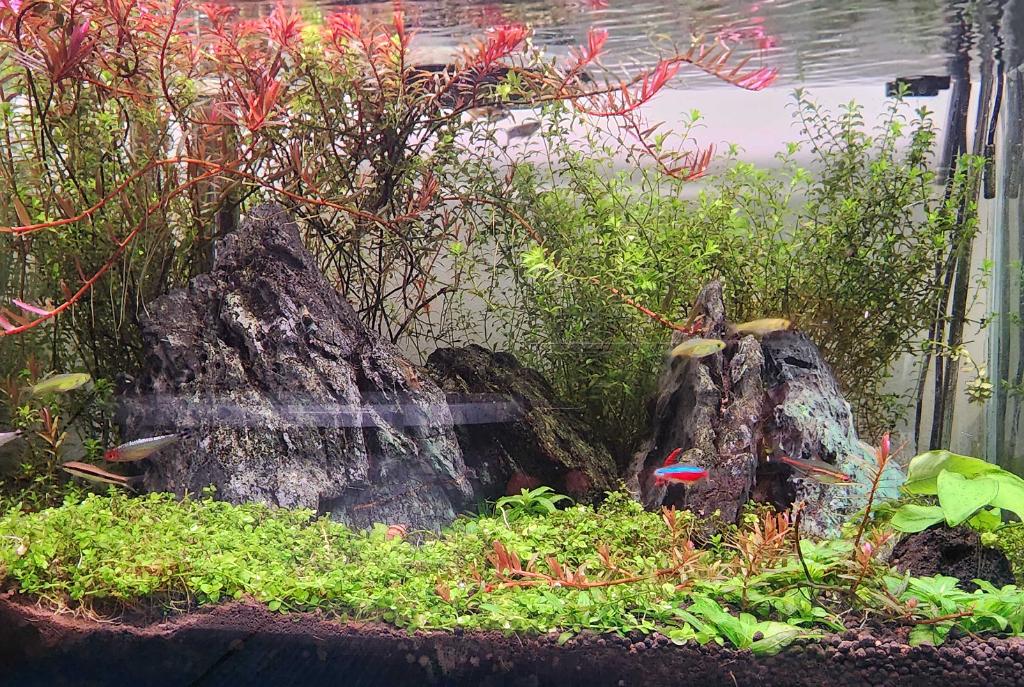 45CM Planted Shrimp Tank on Dec 8, 2022