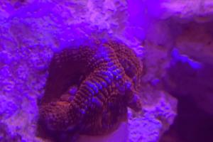 Rainbow Acan Thumbnail