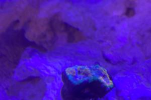 Tri Color Acan Thumbnail