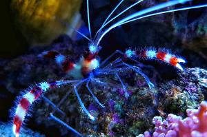 Coral Banded Shrimp Thumbnail