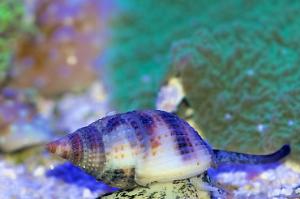 Nassarius Snail Thumbnail