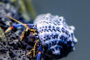 Blue Leg Hermit Crab Thumbnail