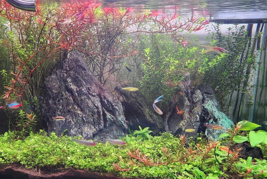 45CM Planted Shrimp Tank on Dec 11, 2022