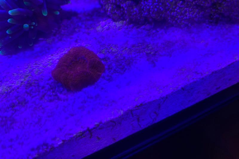 Nano Reef Thumbnail