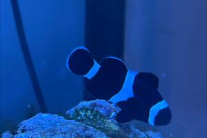 Saddleback clownfish Thumbnail