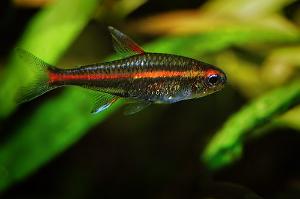 Fire Neon Tetra Thumbnail