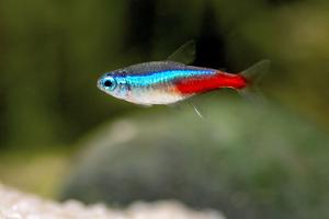 Neon Tetra Thumbnail