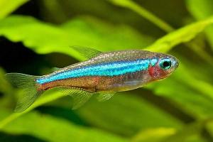 Neon Tetra Thumbnail