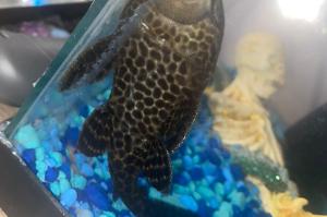 Pleco Thumbnail