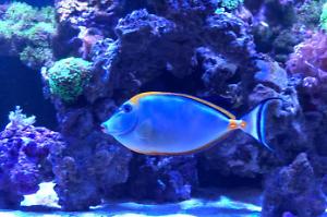 Blonde Naso Tang Thumbnail