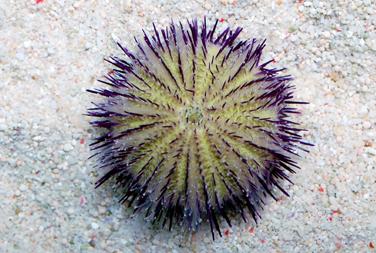 Purple Short Spine Pincushion Urchin