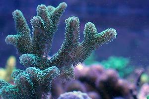 SPS - Birdsnest Coral Thumbnail