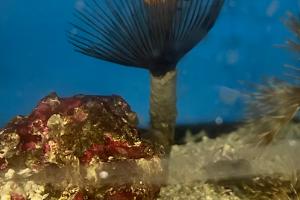 Feather duster worm  Thumbnail