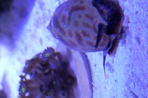 nassarius babilonia Thumbnail