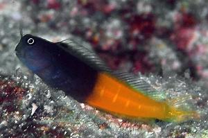 Bicolor blenny Thumbnail