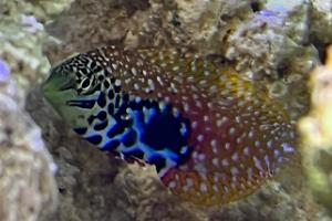 Leopard Wrasse Thumbnail