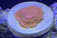 Starburst Montipora Thumbnail