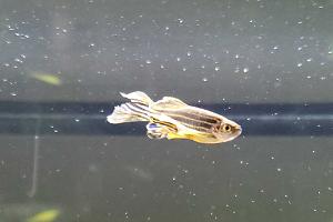 Zebra Danio Thumbnail