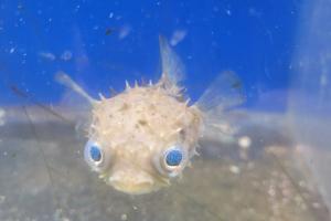 Porcupine Puffer Thumbnail