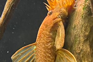 Pleco Thumbnail