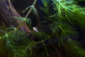 Trumpet Snail  Thumbnail