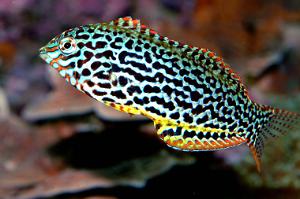 Leopard wrasse Thumbnail