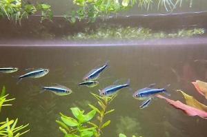 Black neon tetra Thumbnail