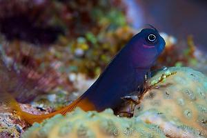 Bicolor blenny Thumbnail