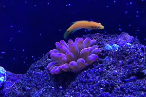 Rainbow bubble tip anemone Thumbnail