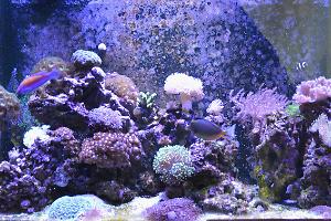 Craig's Mixed Reef Thumbnail