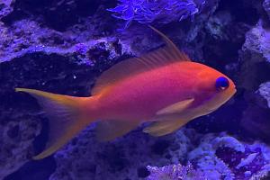 Lyretail Anthias Thumbnail