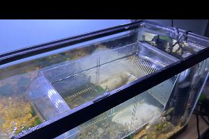 Breeding tank on Dec 30, 2022