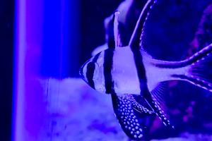 Banggai cardinalfish  Thumbnail