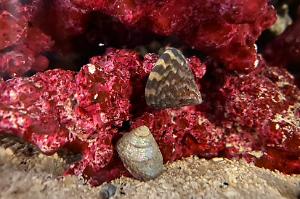 Trochus snail Thumbnail