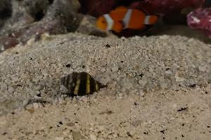 Bumblebee snail Thumbnail