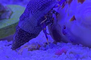 Blue legged hermit crabs Thumbnail